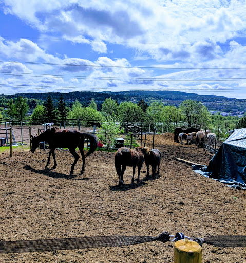 Nordtvet riding school and Open farm