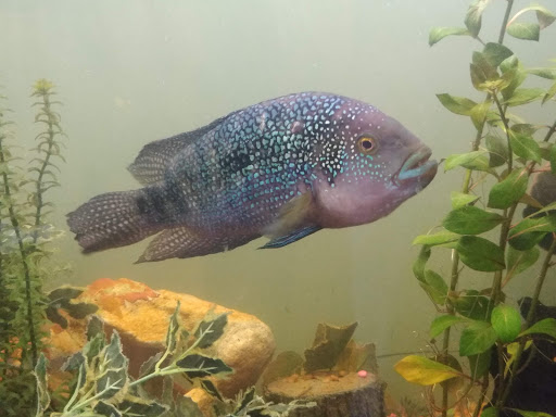 Pet Supply Store «Aquariums and Reptiles», reviews and photos, 11400 S Cleveland Ave, Fort Myers, FL 33907, USA