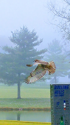Public Golf Course «Rolling Hills Golf Course», reviews and photos, 1600 Pine Dr, Russellville, KY 42276, USA