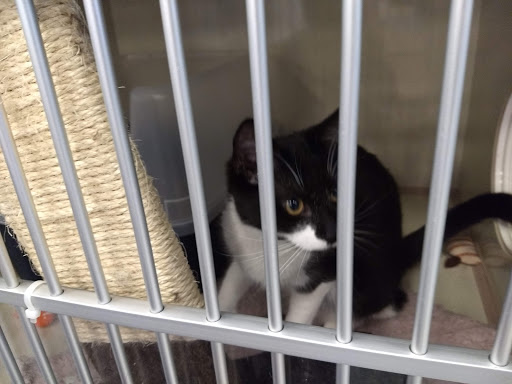 Pet Supply Store «Petco Animal Supplies», reviews and photos, 1100 Middle Country Rd, Selden, NY 11784, USA