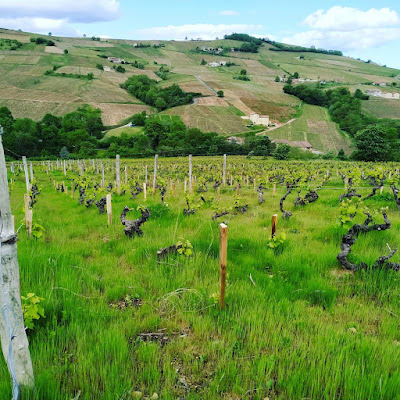 domaine benjamin Passot à Vauxrenard