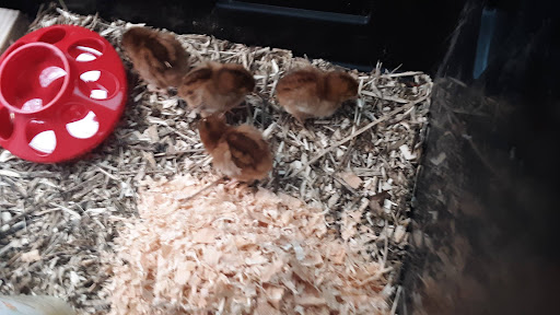 Pet Supply Store «Northern Star Mills», reviews and photos, 510 Esplanade, Chico, CA 95926, USA