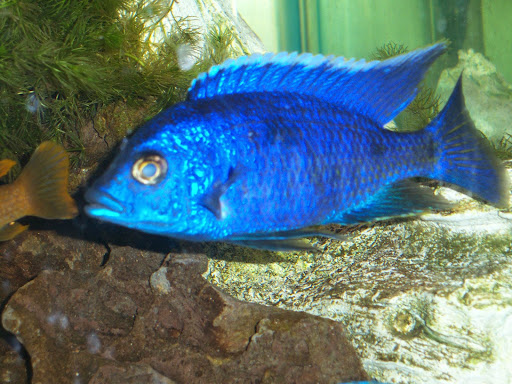 Tropical Fish Store «Tropical Treasures», reviews and photos, 2212 E Platte Ave, Colorado Springs, CO 80909, USA