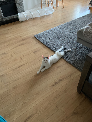 Pet Supply Store «PetSmart», reviews and photos, 220 Commerce Blvd, Fairless Hills, PA 19030, USA