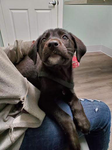 Paws and Claws Affordable Veterinary Clinic image