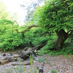 Photo n° 3 de l'avis de Lost.r fait le 30/05/2021 à 15:19 pour Faux de Verzy à Verzy