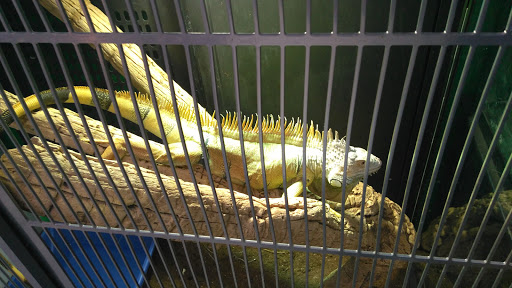 Pet Store «CUSTOM CREATURES PET SHOP», reviews and photos, 10727 N 19th Ave, Phoenix, AZ 85029, USA