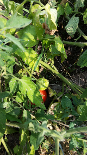 Tourist Attraction «Tollen Farm», reviews and photos, 11681 SW Tooze Rd, Wilsonville, OR 97070, USA