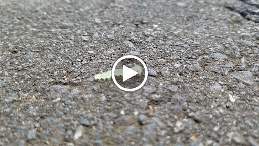 Garden «Wing Haven», reviews and photos, 248 Ridgewood Ave, Charlotte, NC 28209, USA