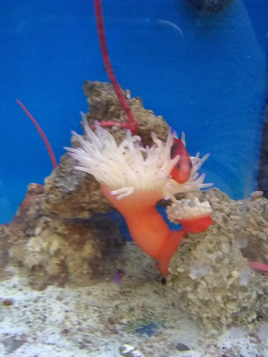 Pet Supply Store «Petco Animal Supplies», reviews and photos, 2140 E Blvd St, Kokomo, IN 46902, USA