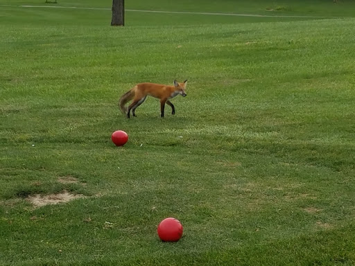 Golf Course «American Legion Golf Course», reviews and photos, 2604 S Lafountain St, Kokomo, IN 46902, USA