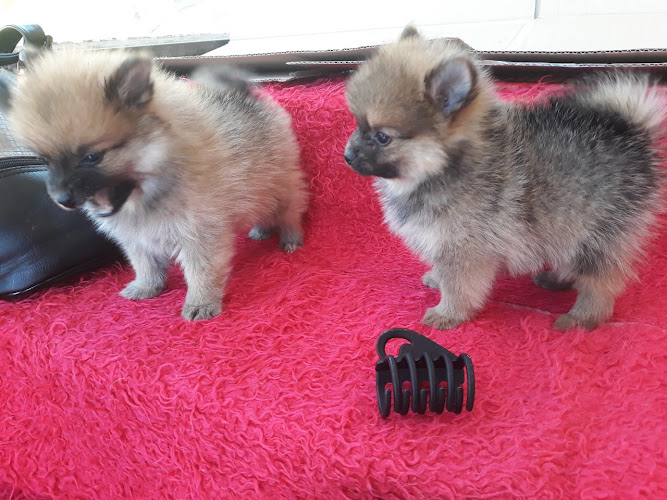 Mascotas Calafell