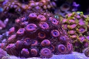 Ozarksreef Aquaria - photo 44