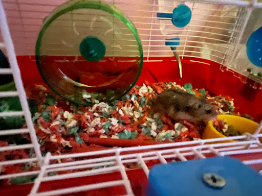 Pet Supply Store «PetSmart», reviews and photos, 5435 W TX-1604 Loop N, San Antonio, TX 78253, USA