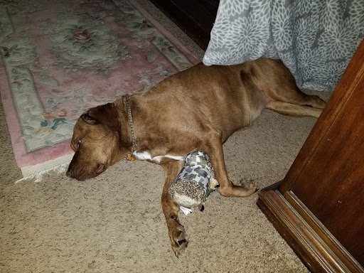 Pet Supply Store «PetSmart», reviews and photos, 42 Southgate Square, Colonial Heights, VA 23834, USA