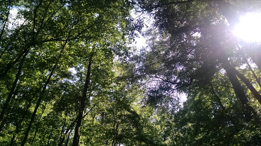 National Forest «Tuskegee National Forest», reviews and photos, 125 National Forest Rd 949, Tuskegee, AL 36083, USA