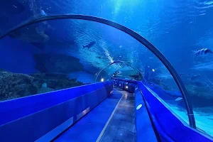 Blue Planet Aquarium image