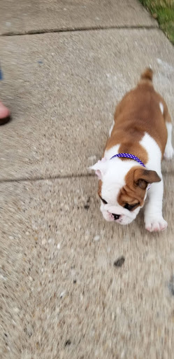 Pet Supply Store «Pet Supplies Plus», reviews and photos, 1031 Northwest Hwy, Garland, TX 75041, USA