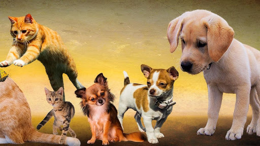 Clínica Veterinaria Zaindu en Artatza