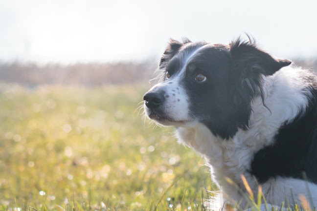 Dogplus - Hundetraining und Verhaltensberatung
