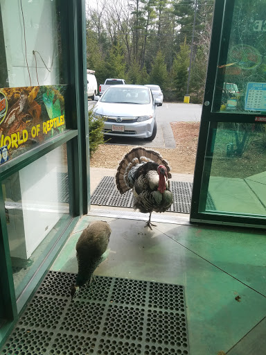 Pet Store «Zoo Creatures Pet Store», reviews and photos, 149 Plaistow Rd, Plaistow, NH 03865, USA
