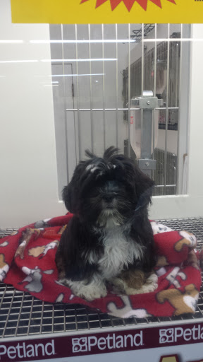 Pet Store «Petland Montgomery», reviews and photos, 7127 Eastchase Pkwy, Montgomery, AL 36117, USA