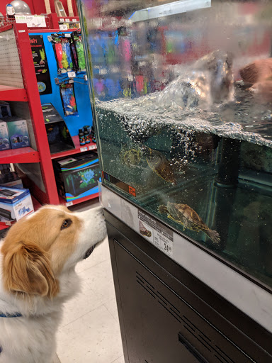 Pet Supply Store «Petco Animal Supplies», reviews and photos, 3012 Bridgepointe Pkwy, San Mateo, CA 94404, USA