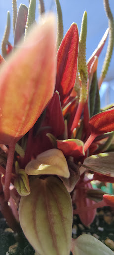 Terra Bella Nursery, Inc. image