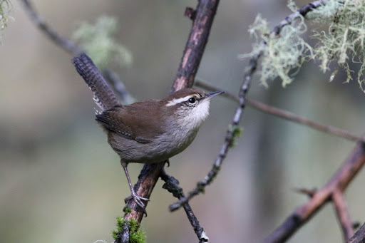 Park «Tualatin Hills Nature Park», reviews and photos, 15655 SW Millikan Way, Beaverton, OR 97006, USA