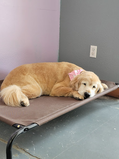 High Standards Pet Salon