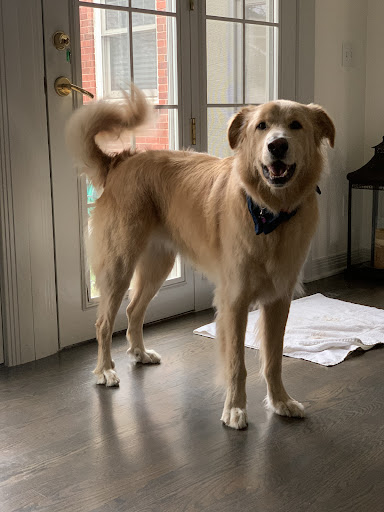 Pet Supply Store «PetSmart», reviews and photos, 7505 E 35th Ave, Denver, CO 80238, USA