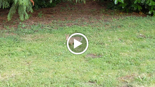 Concert Hall «Marymoor Park Concerts», reviews and photos, 6046 West Lake Sammamish Pkwy NE, Redmond, WA 98052, USA