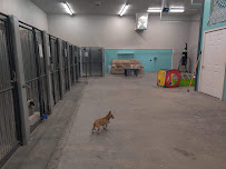 4 paws Grooming and Boarding - Photo 5 - Car repair in Fruita, CO, Grand Junction