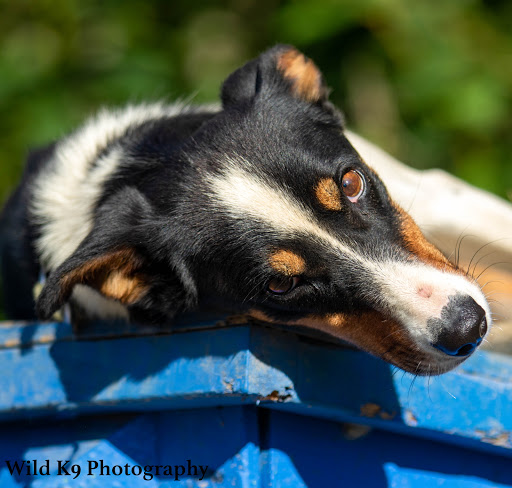 Dream A Dream Sled Dog Tours