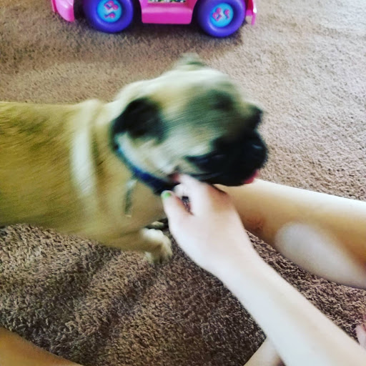 Pet Supply Store «PetSmart», reviews and photos, 270 Marketplace Boulevard, Selinsgrove, PA 17870, USA