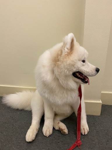 Pet Store «Dogma for Pets LLC», reviews and photos, 3600 Boston St, Baltimore, MD 21224, USA