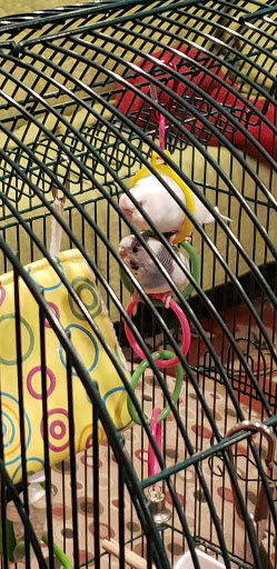 Pet Supply Store «Pet Supplies Plus», reviews and photos, 3205 W 115th St, Merrionette Park, IL 60803, USA