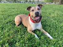 Confident Canines Dog Training - Photo 2 - Car repair in Lexington, KY, Lexington