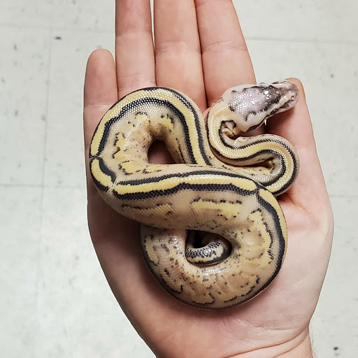 Pet Store «Windy City Pet Store», reviews and photos, 1660 N 4th St m, Laramie, WY 82072, USA