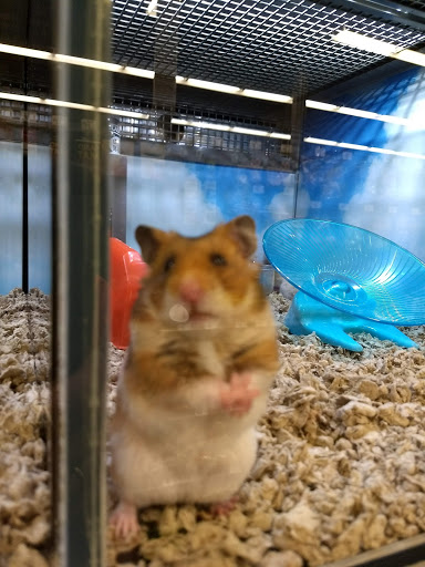 Pet Supply Store «Petco Animal Supplies», reviews and photos, 475 S Wadsworth Blvd, Lakewood, CO 80226, USA