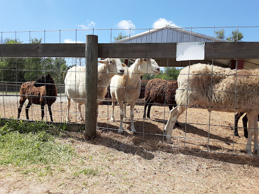 Zoo «Petting zoo Ocala», reviews and photos, 11150 FL-40, Ocala, FL 34482, USA