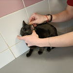 Photo n° 4 de l'avis de claire.l fait le 01/12/2021 à 04:55 pour Clinique Veterinaire à Nevers