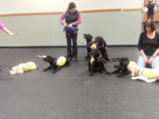 Pet Trainer «Especially For Pets Inc», reviews and photos, 424 Boston Post Rd, Sudbury, MA 01776, USA