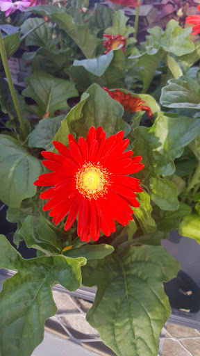 Home Improvement Store «The Home Depot», reviews and photos, 1714 E Tipton St, Seymour, IN 47274, USA