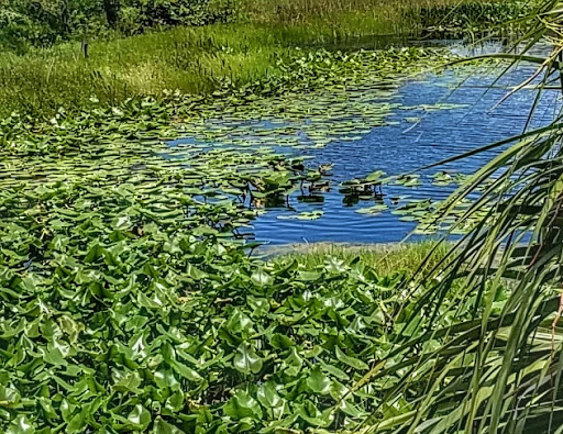 Golf Course «Wynmoor Golf Course», reviews and photos, 1310 Avenue of the Stars, Coconut Creek, FL 33066, USA