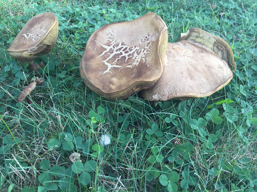 Park «Fort Totten Park», reviews and photos, Totten Ave & 15 Rd, Bayside, NY 11359, USA