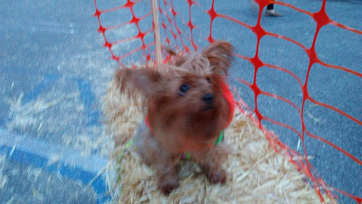 Pet Supply Store «The Urban Pet», reviews and photos, 7515 Beverly Blvd, Los Angeles, CA 90036, USA