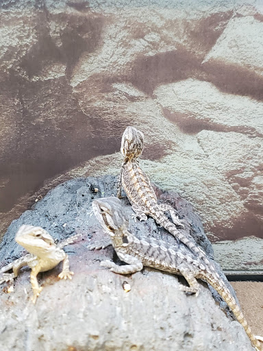 Pet Supply Store «Petco Animal Supplies», reviews and photos, 4491 Kirkwood Hwy, Wilmington, DE 19808, USA