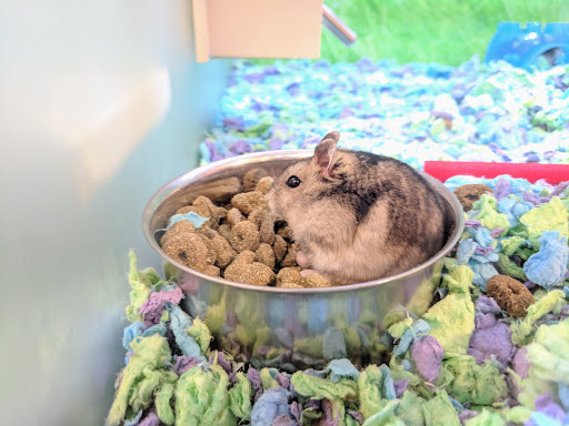 Pet Supply Store «PetSmart», reviews and photos, 2677 E Main St, Plainfield, IN 46168, USA