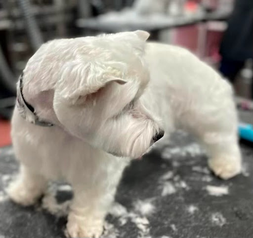 Pet Supply Store «Woof Gang Bakery & Grooming Abacoa», reviews and photos, 5440 Military Trail #7, Jupiter, FL 33458, USA